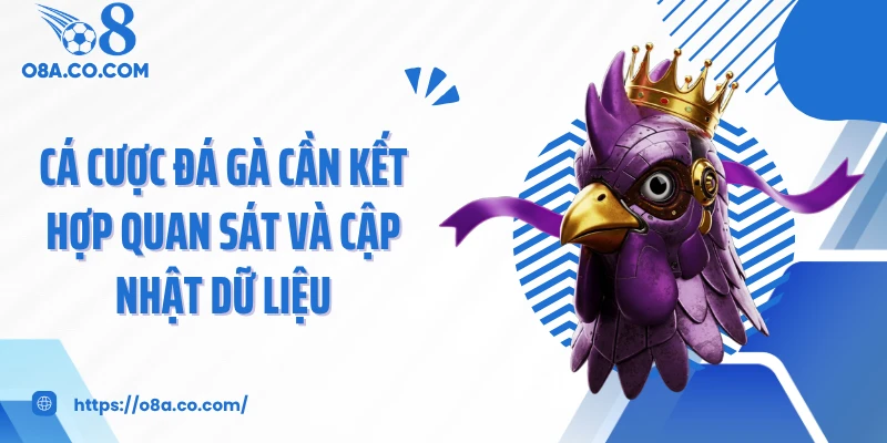 Cá cược đá gà cần kết hợp quan sát và cập nhật dữ liệu